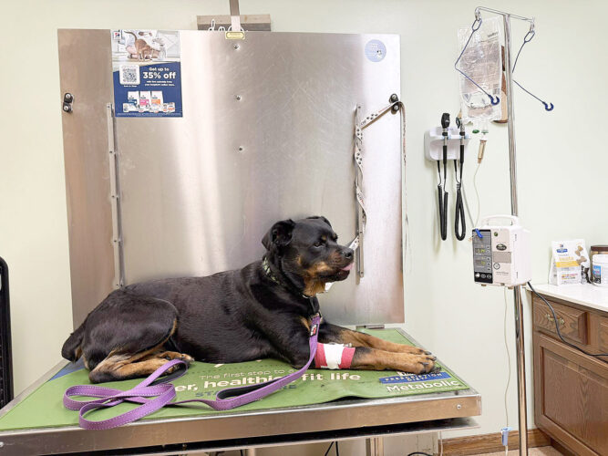Altoona police warn pet owners about dog poisonings